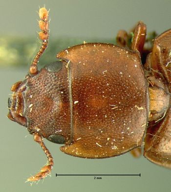 Media type: image;   Entomology 107 Aspect: pronotum dorsal